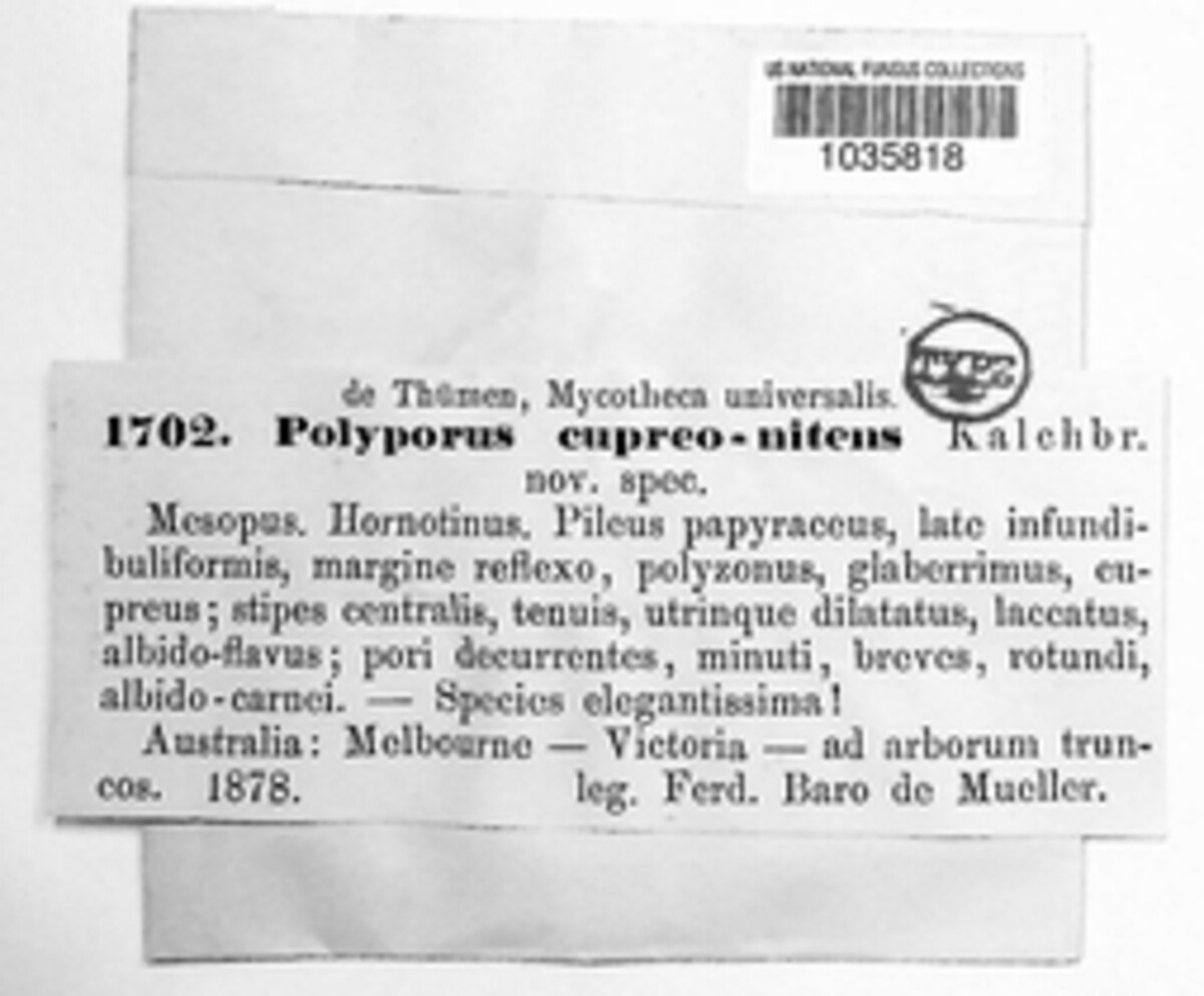 Microporus xanthopus image